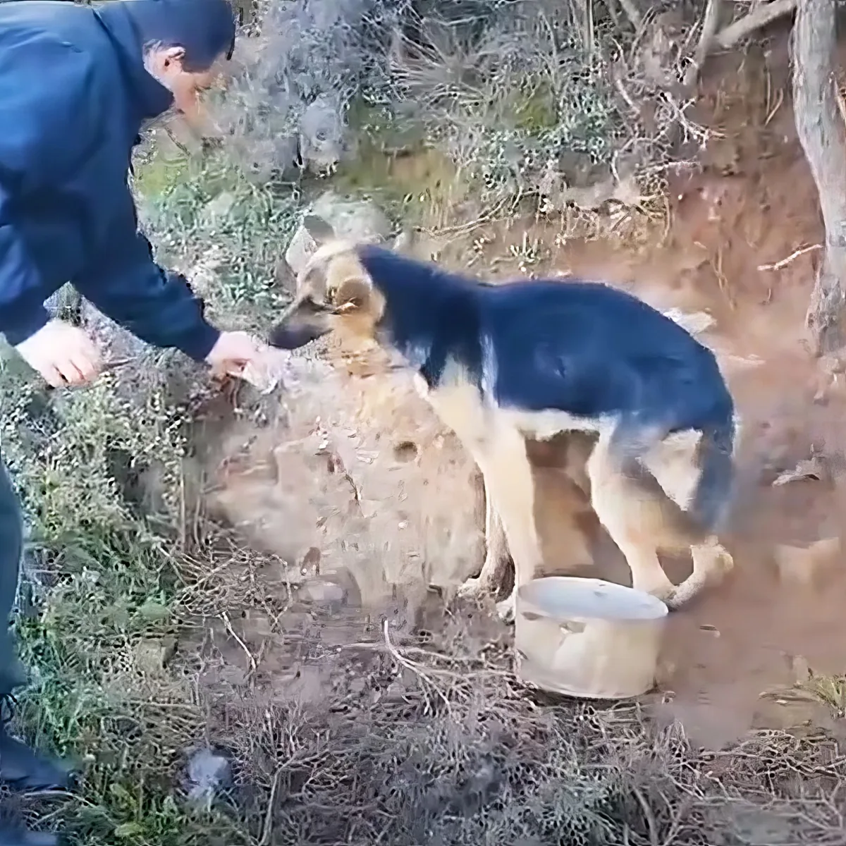 Abandoned German Shepherd