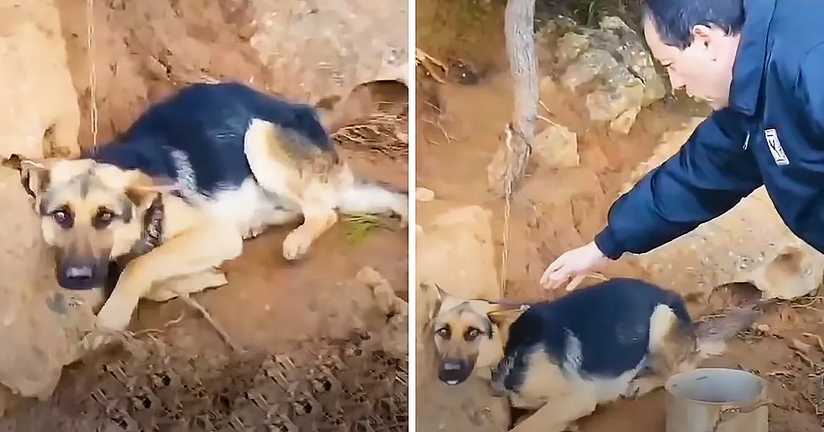 Chained and Abandoned German Shepherd Is Rescued by the Perfect Person