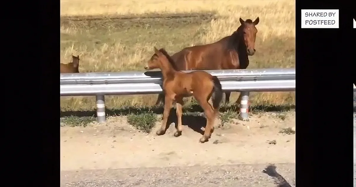 Man Finds Scared Baby Horse and Reunites Him With His Mom