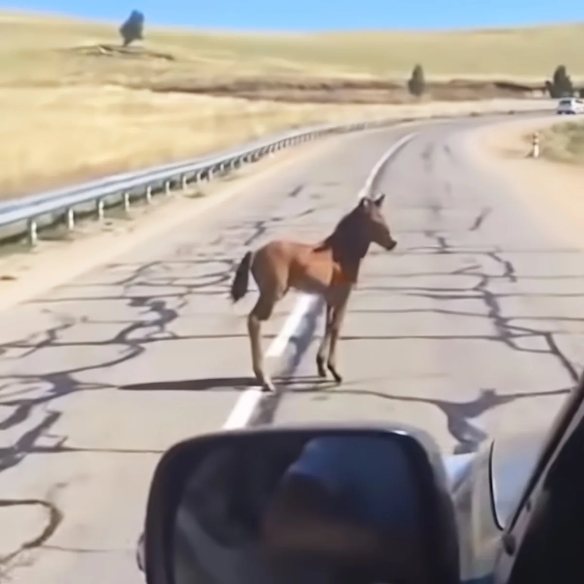 Scared baby horse