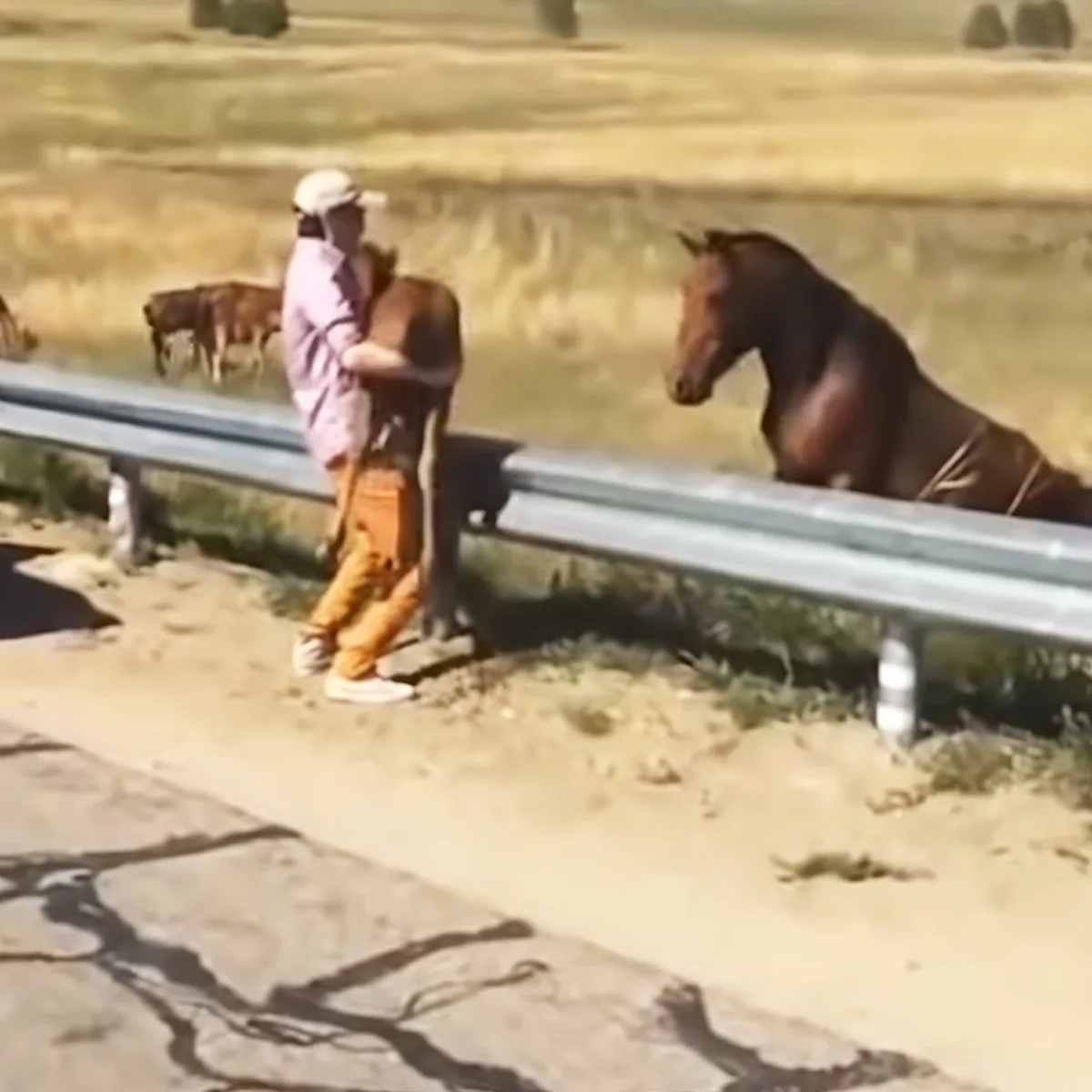 Scared baby horse and mother