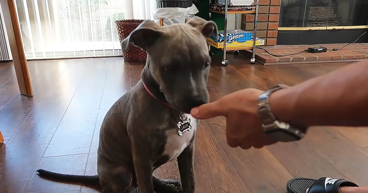 Adorable Partially Deaf Pitbull Puppy Understands Sign Language