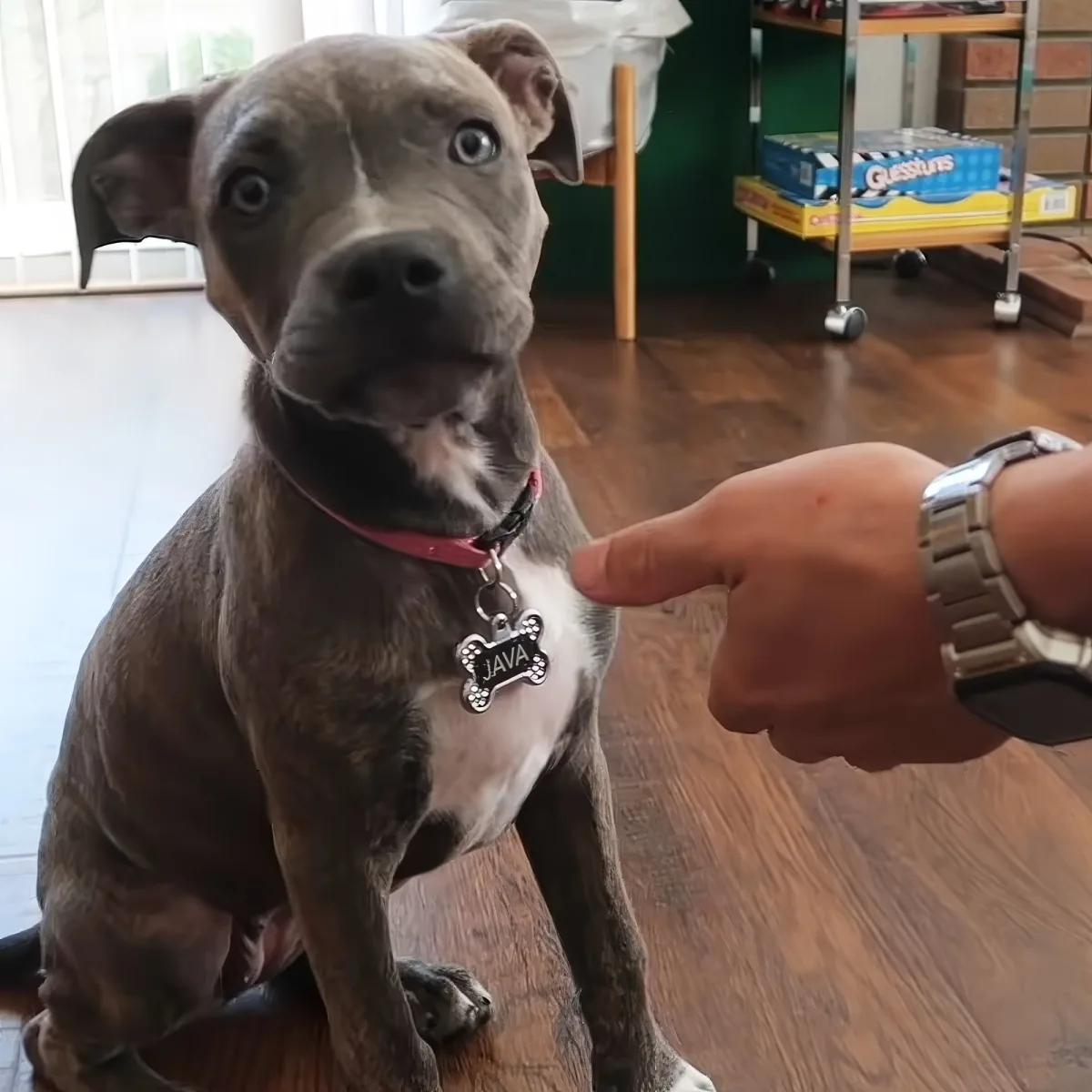 A gray dog with a red collar and a bone-shaped tag labeled "JAVA" sits on a wooden floor, looking up at a hand pointing...