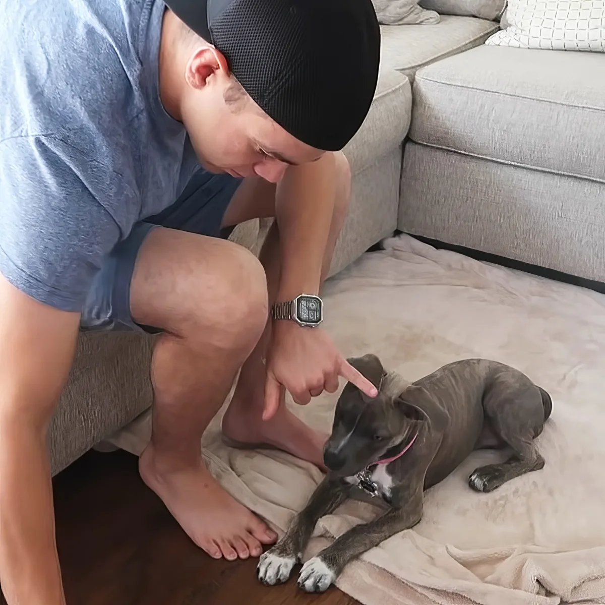 A man in a blue shirt and black cap points at a gray dog lying on a beige blanket.