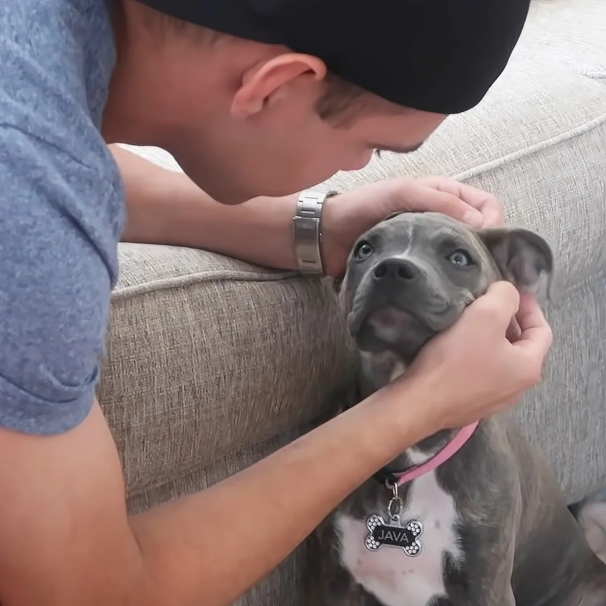 A person wearing a cap pets a puppy named Java, who has a pink collar and is sitting on a couch.