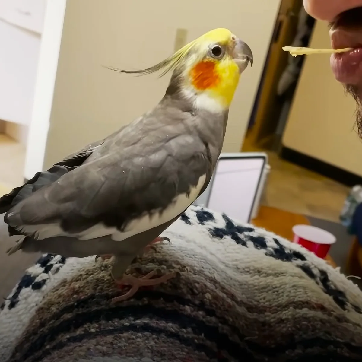 Adorable bird and man
