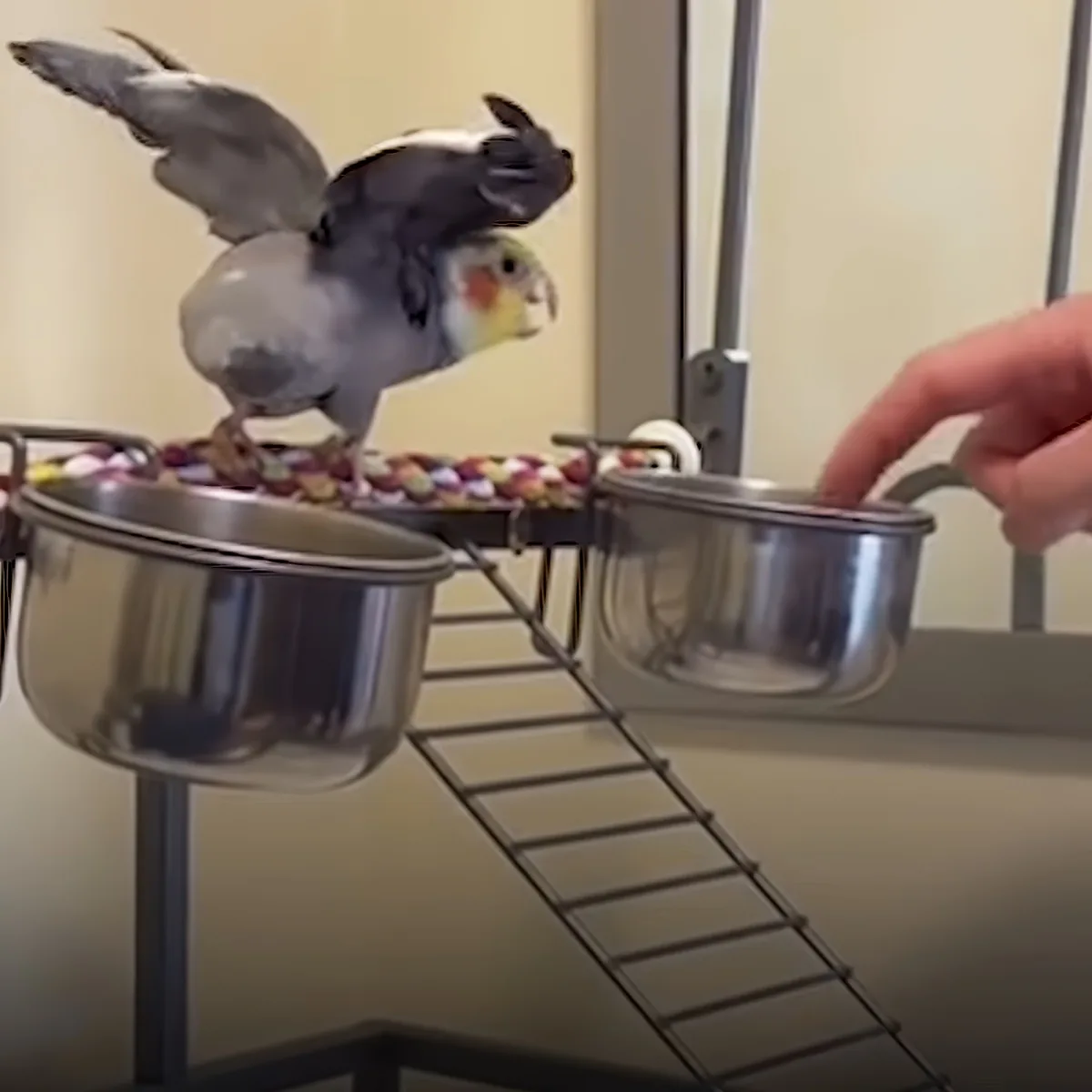 A cockatiel perches on a colorful rope, wings spread, as a hand reaches for a bowl on a metal rack.