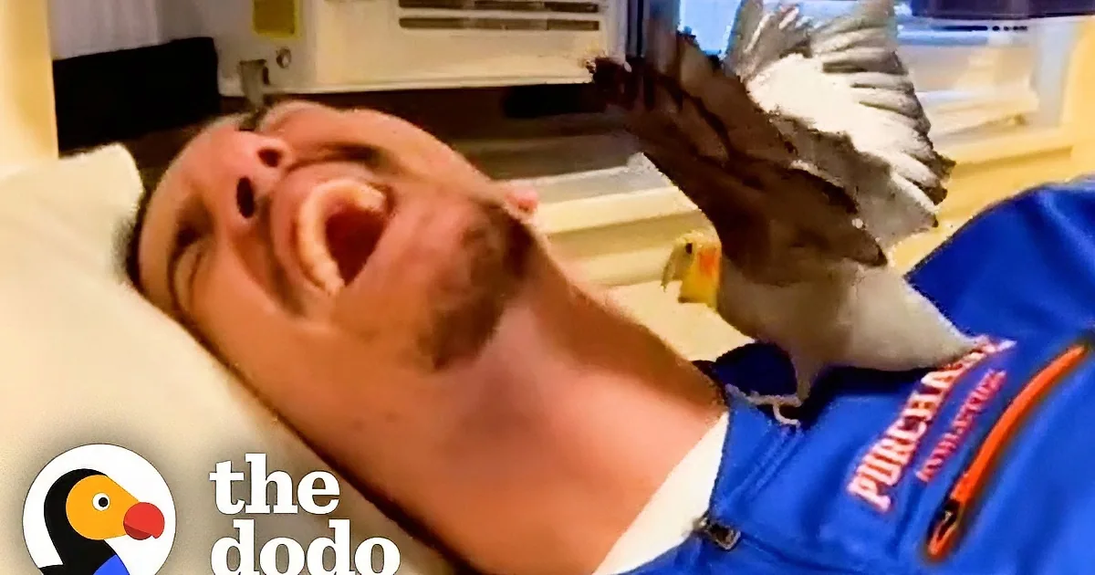 Woman's Boyfriend Struggles to Befriend Possessive Bird With Hilarious Results