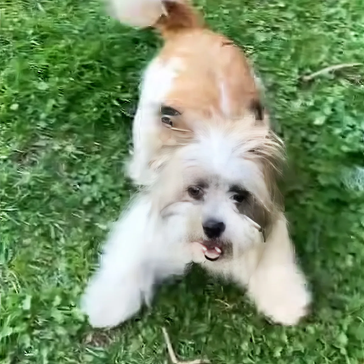 A fluffy white and brown dog with a happy expression sits on green grass.
