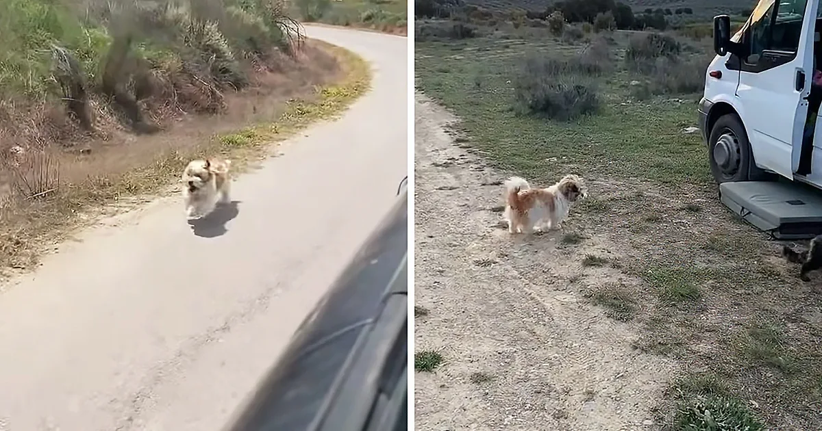 Dog Abandoned in the Countryside Chases Down Car Begging to Be Rescued