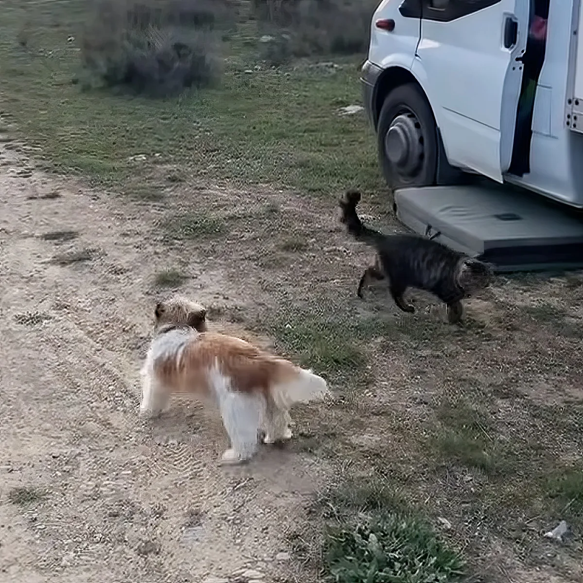 A small dog stands on a dirt path, facing a cat near a white van in a grassy area.