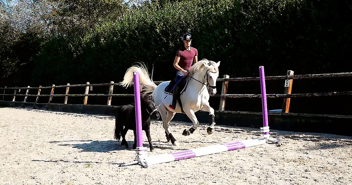 A rider on a white horse jumps over a purple and white obstacle in an outdoor arena.