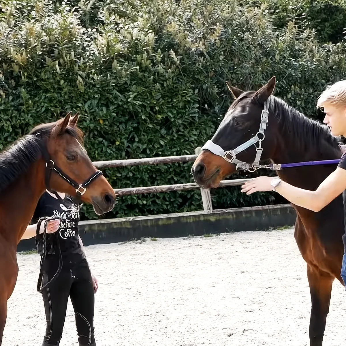 Mother horse and her daughter
