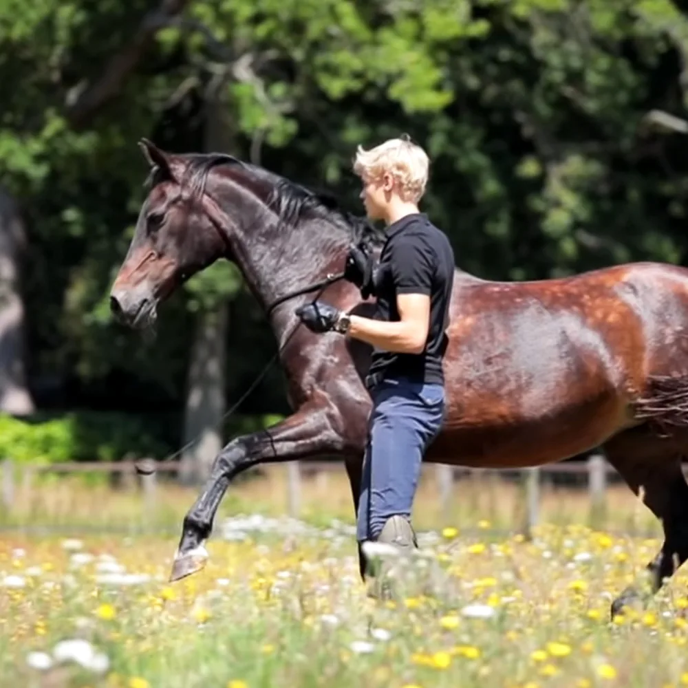 A person rides a dark brown horse in a field of yellow flowers, with trees in the background.