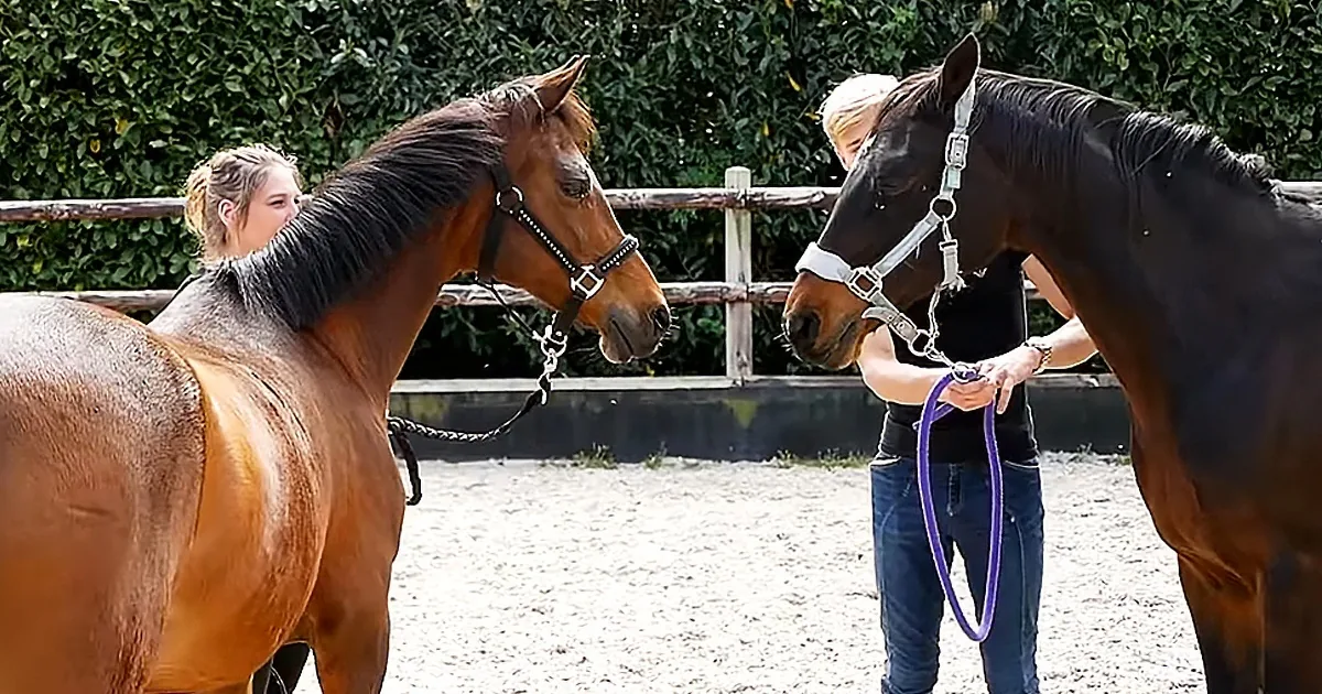 Mother Horse Reunites With Her Daughter After 17 Years Apart