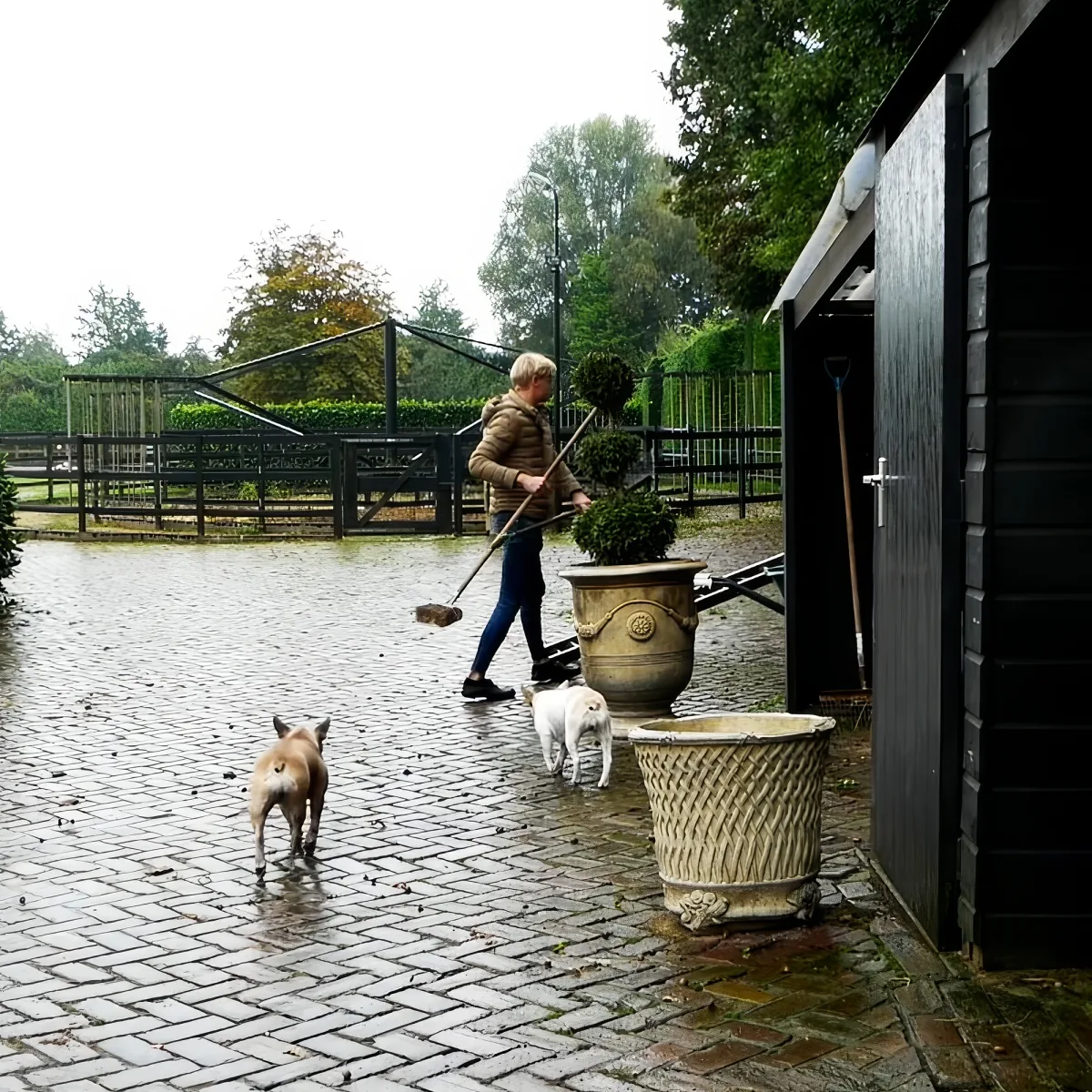 A person is sweeping a wet cobblestone path with two dogs nearby, a large urn, and a shed in the background.