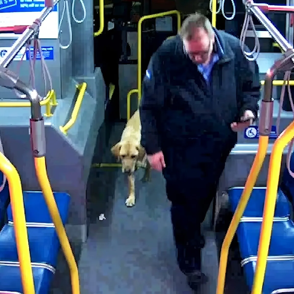 Bus driver saved dog