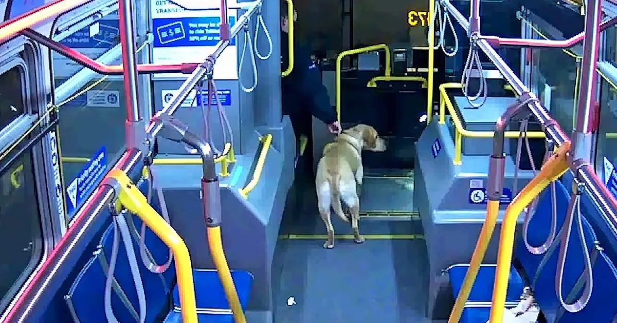 Abducted Labrador Rescued by Bus Driver Reunites With Family