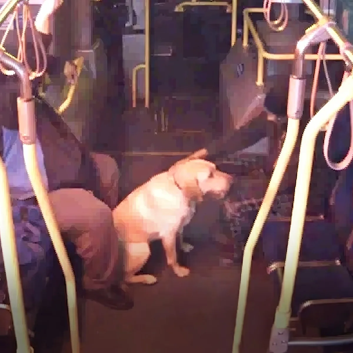 A light brown dog sits on a bus, surrounded by yellow handrails and seats.