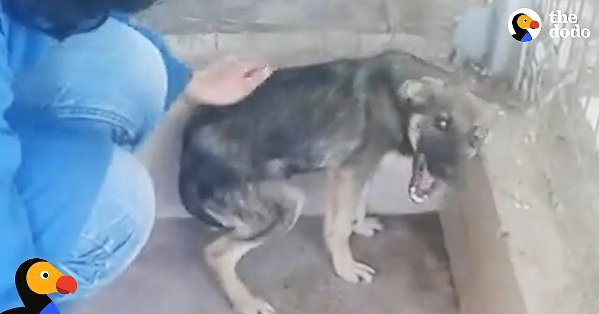 Rescuers Build Trust With Abandoned Dog by Visiting Him Every Day