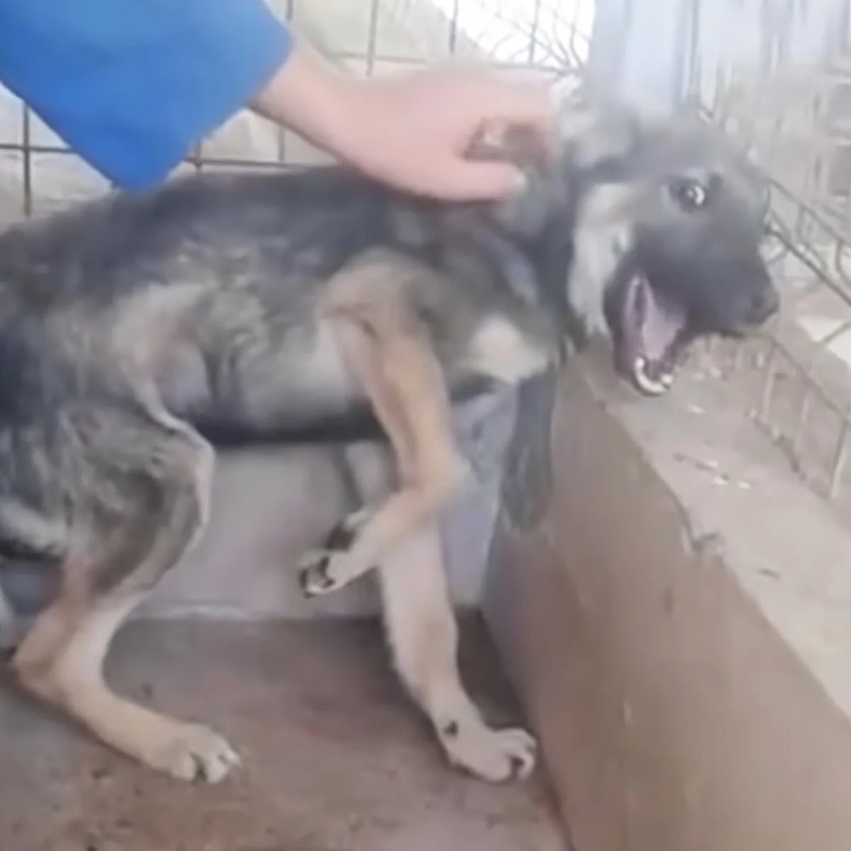 A German Shepherd dog is lying down, panting, with a person's hand gently petting its head.