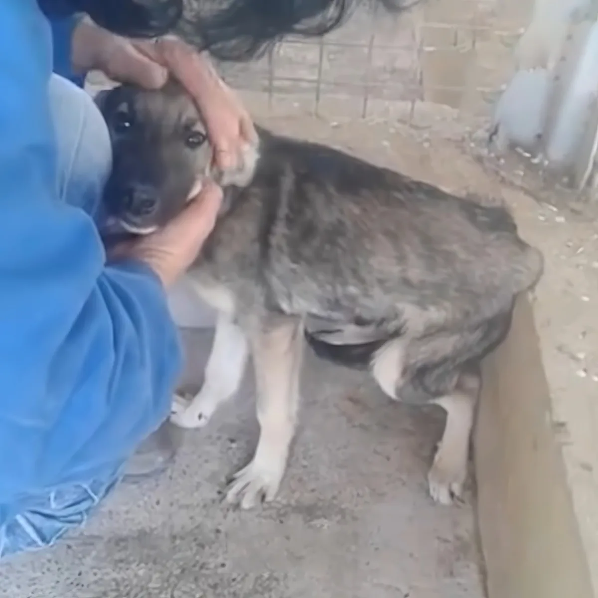 A person in a blue shirt pets a small, light brown and white dog with a white muzzle.