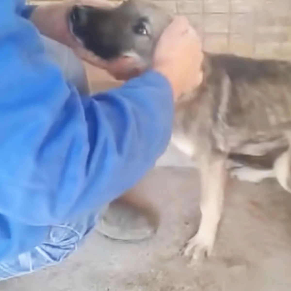 A person in a blue shirt pets a large dog on a tiled floor.