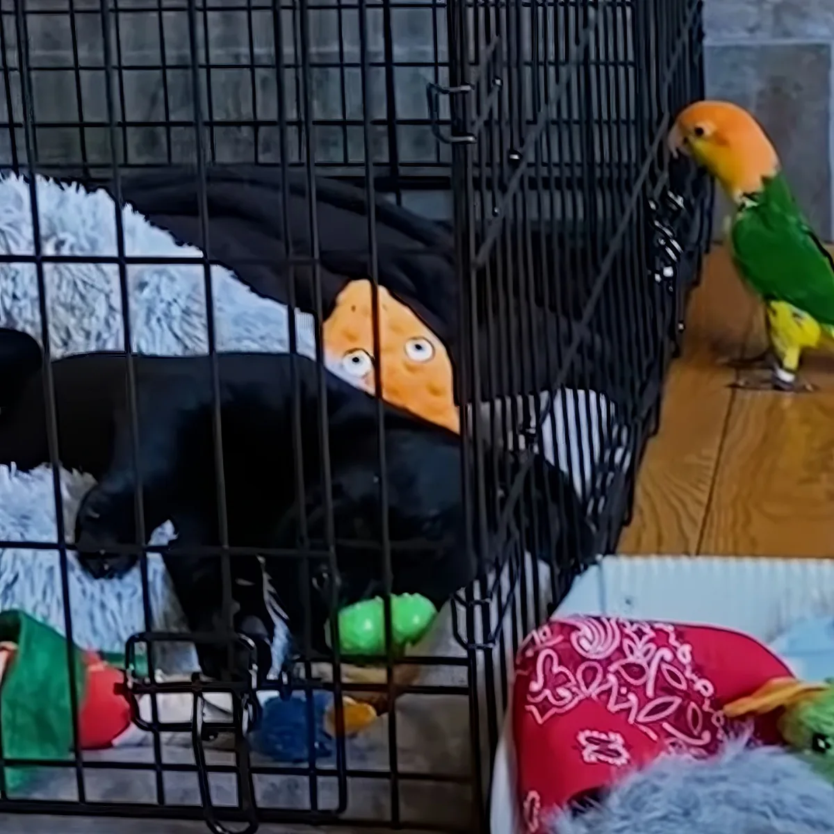Parrot and dog