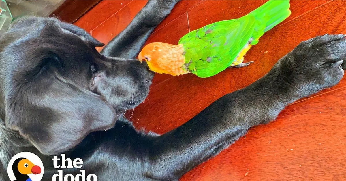 Attention Stealing Parrot's Antics Earn Him the Title of 'Biggest Drama King'