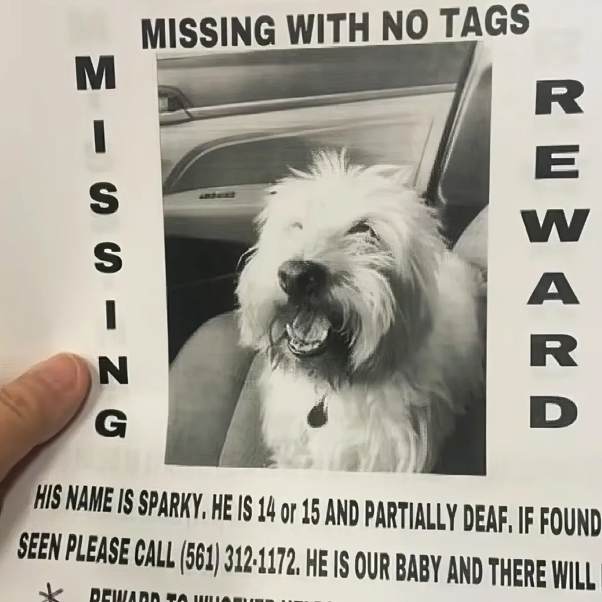 Flyer for lost dog