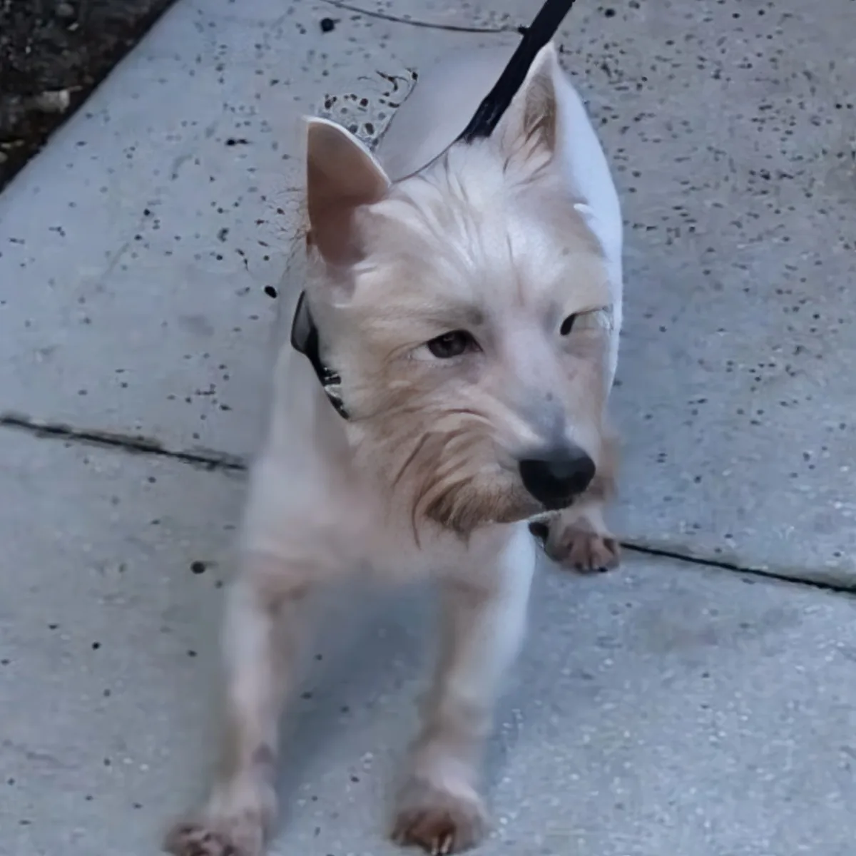 Lost senior dog
