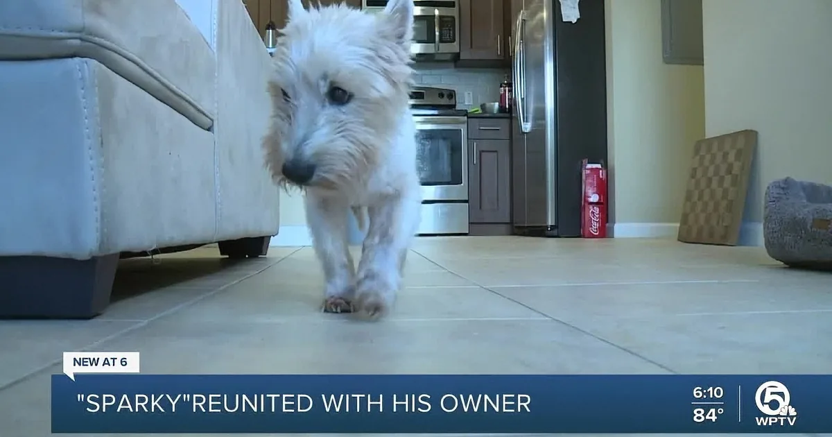 Florida Woman Reunited With Lost Senior Dog After 331 Days