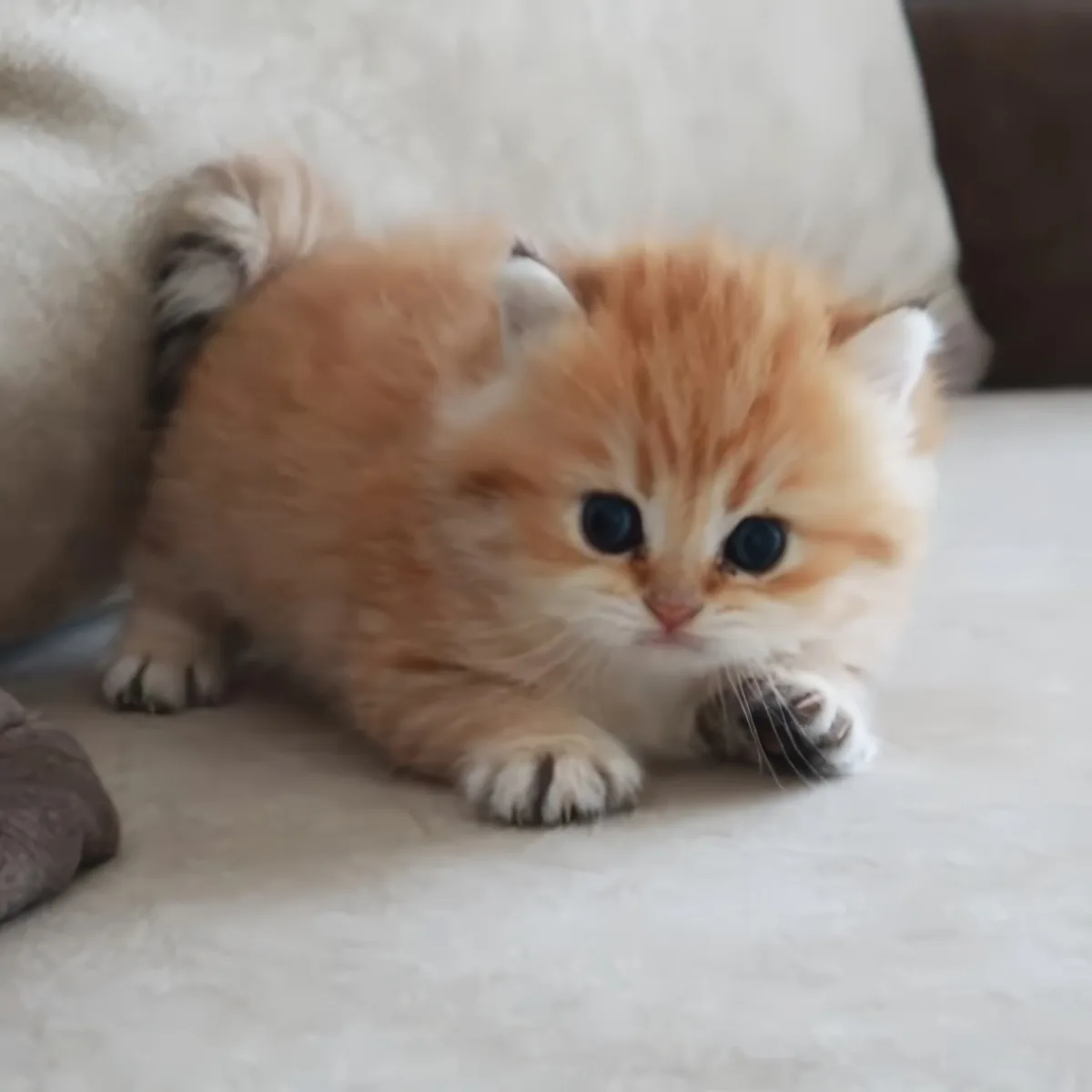 A fluffy orange kitten with white markings sits on a light-colored surface, looking directly at the camera.