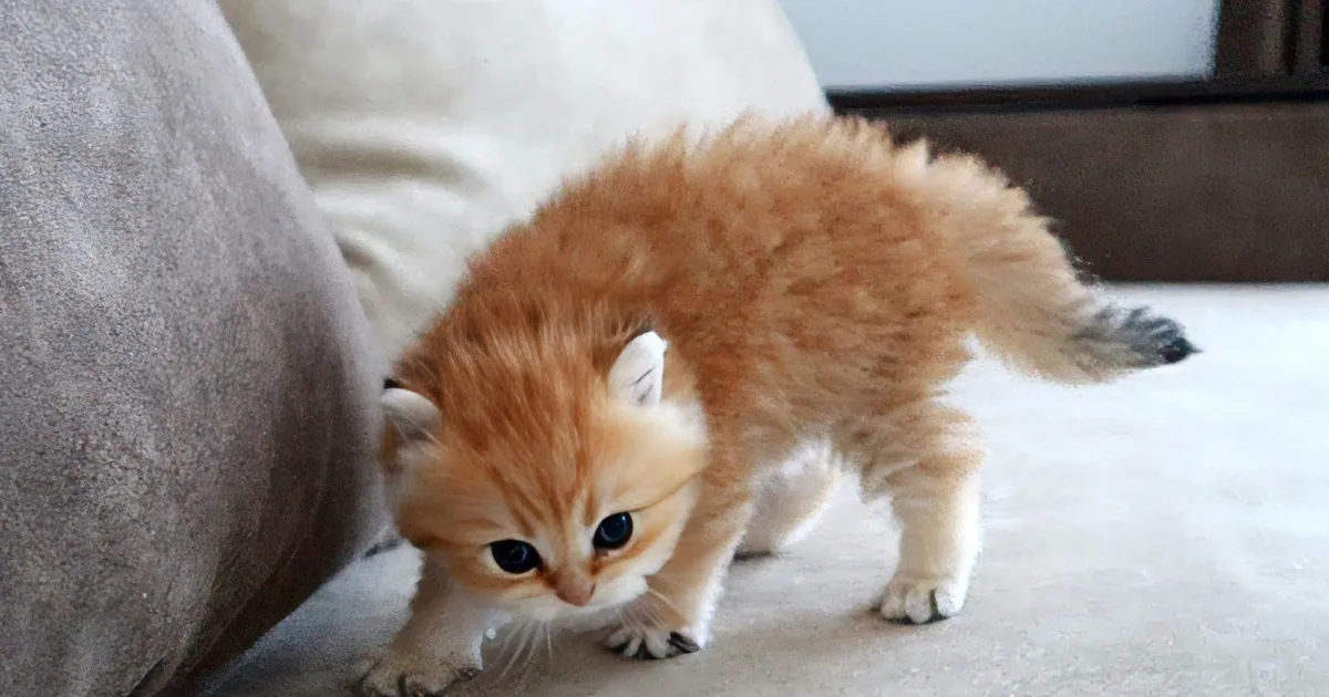 'Dangerous' Kitten Causes Cuteness Overload in Adorable and Funny Video