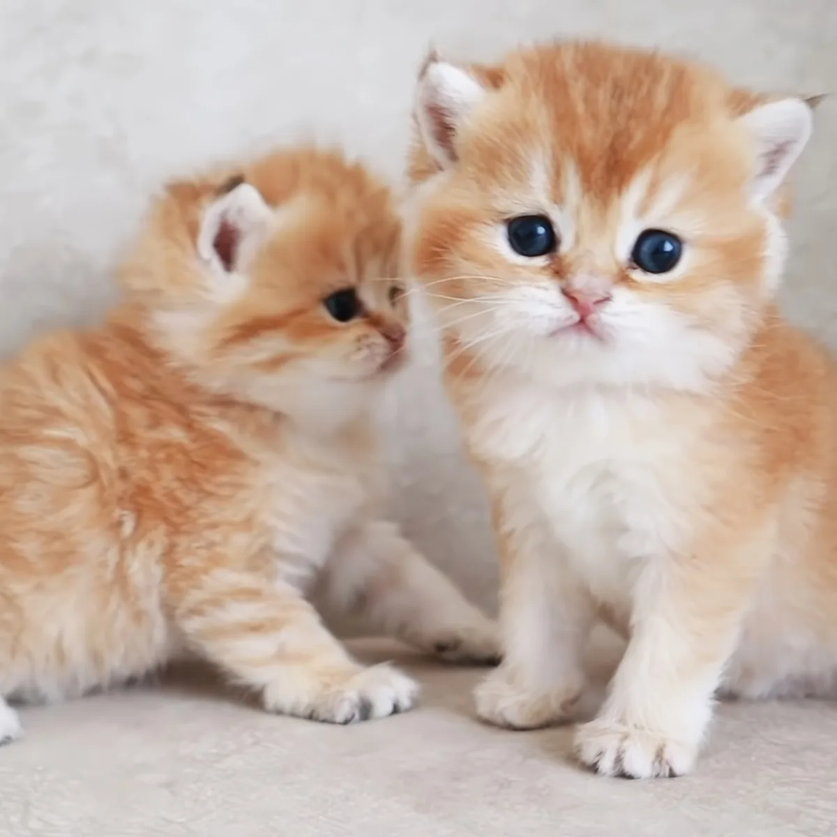 Two adorable orange and white kittens, one sitting and one lying down, looking cute and fluffy.