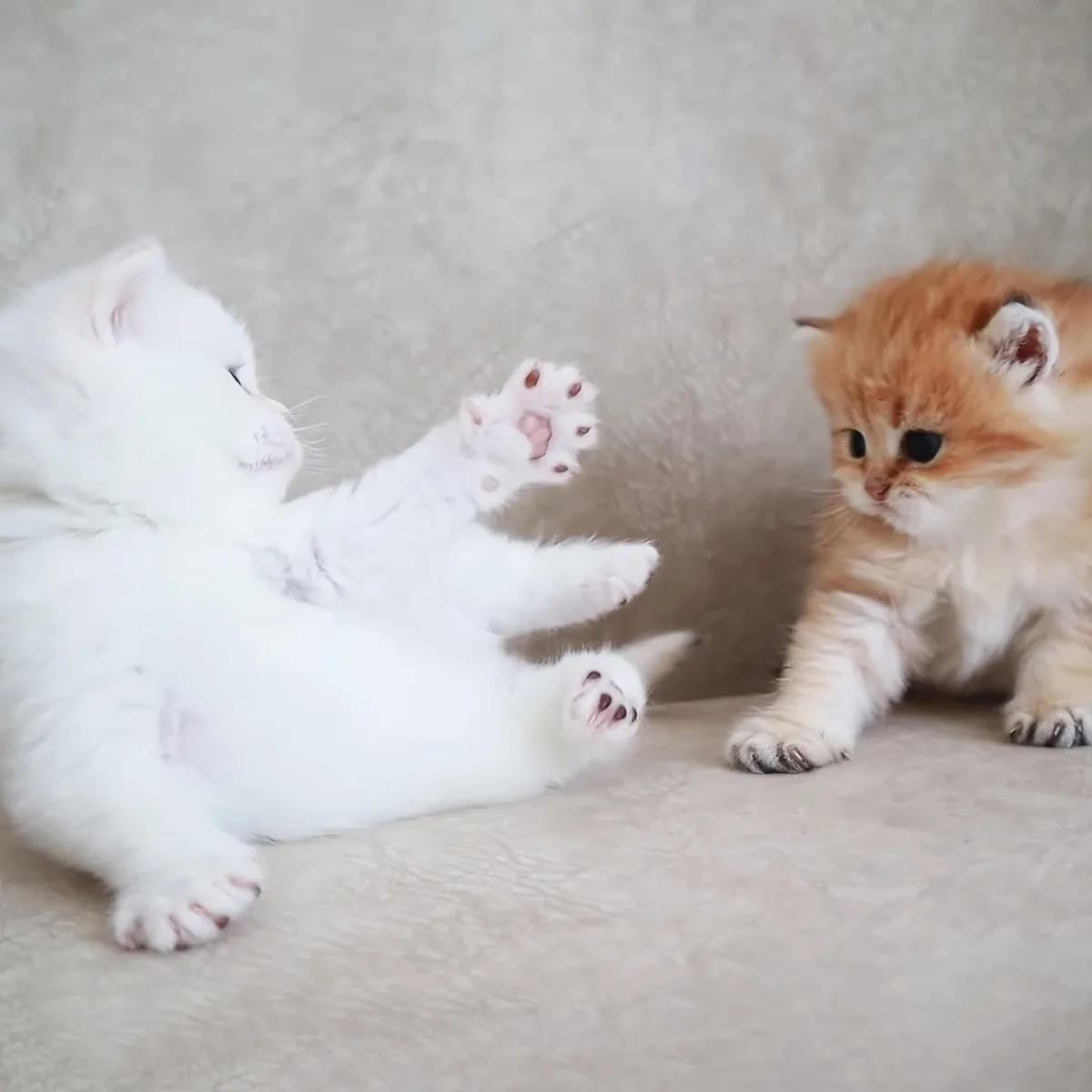 A white kitten playfully paws at another kitten, while the other looks on curiously.
