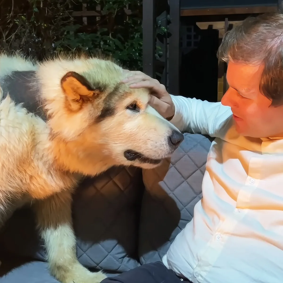 A man gently pets a large, fluffy dog with a mix of white and brown fur, sitting on a cushioned surface.