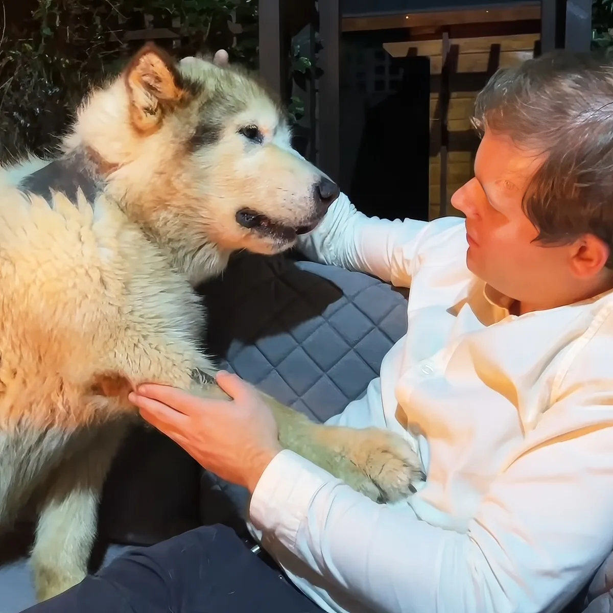 A man in a white shirt pets a large, fluffy white dog with a black nose.