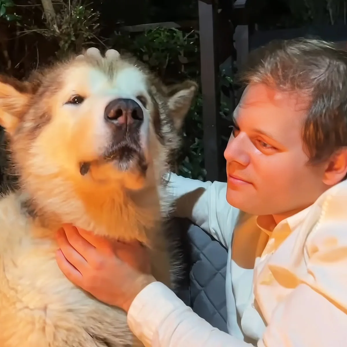 A man in a white shirt is petting a large, fluffy dog with a white and brown coat.