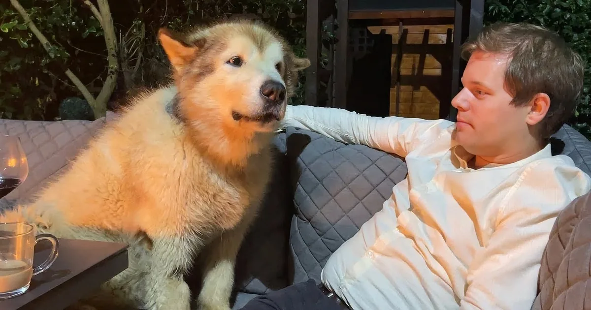 Grumpy Old Guard Dog Shares Hilarious Feelings About a New Human in His House