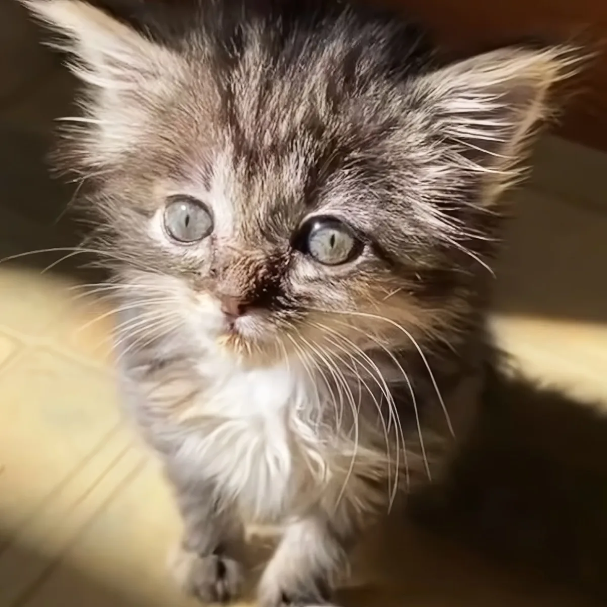 Tiny baby kitten