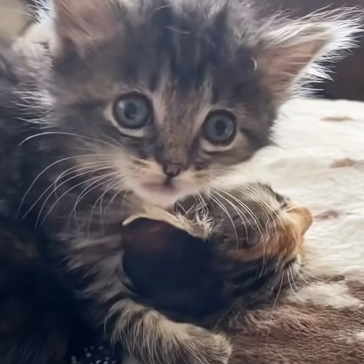 Tiny baby kitten