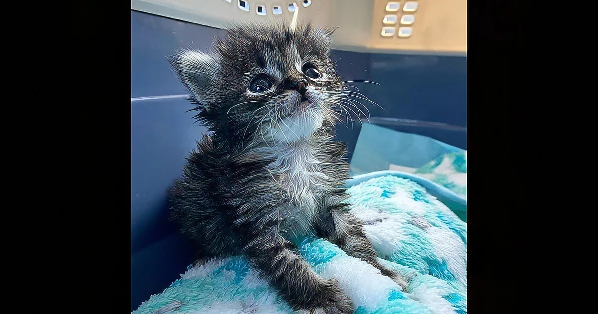 Newly Born Rescue Kitten Loves to Snuggle With Her Human Friends