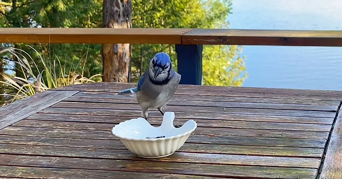 Blue Jay Responds to Woman''s Clapping, Becomes Regular Visitor