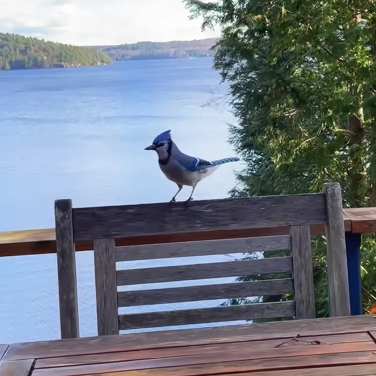 A blue jay perches on a wooden railing overlooking a serene lake surrounded by trees.