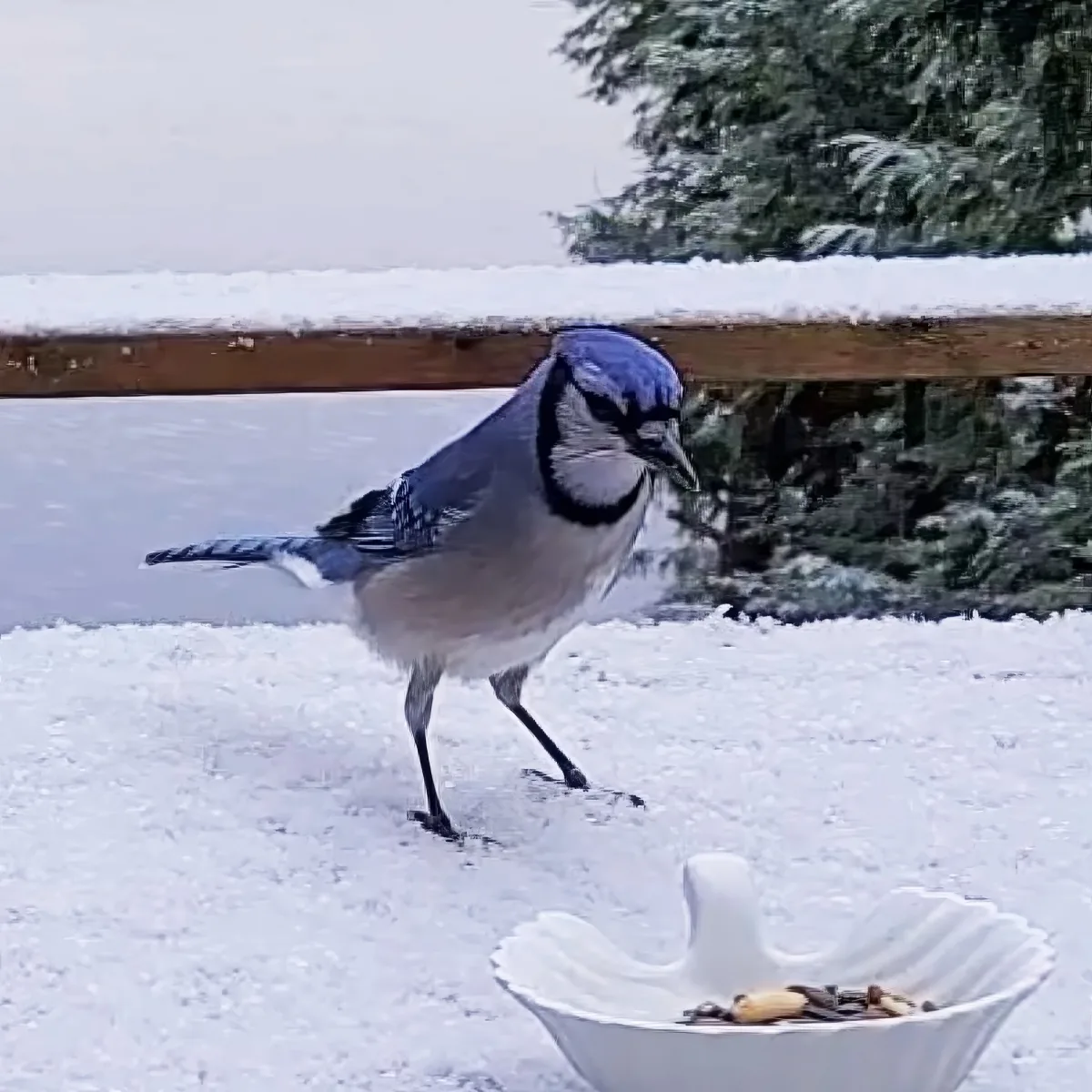 A blue jay stands on snow near a white bird-shaped feeder, surrounded by a snowy landscape.