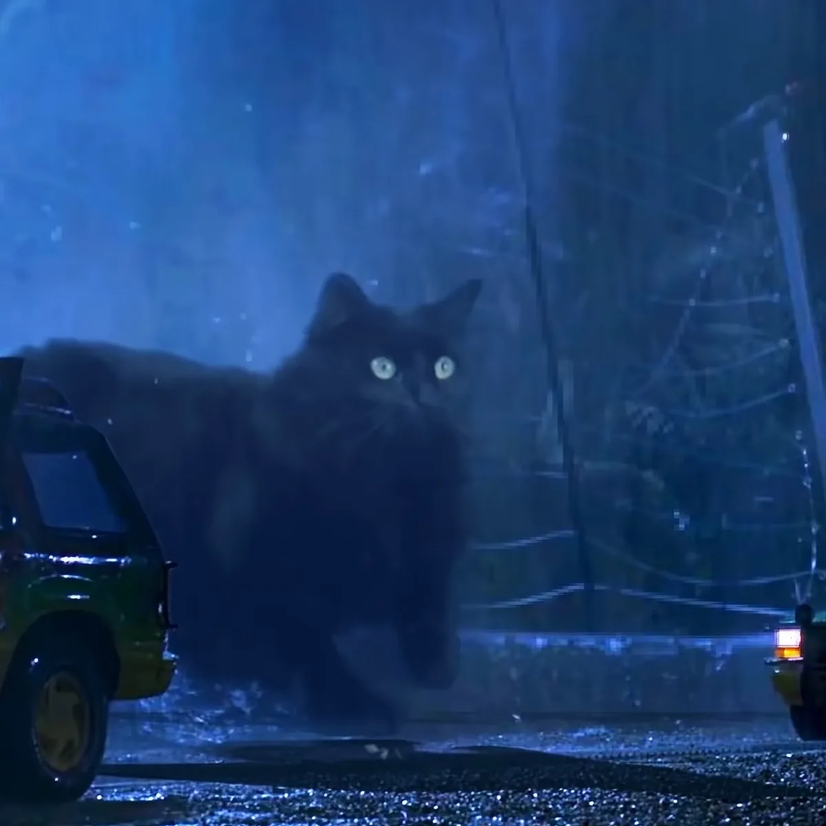 Massive black cat
