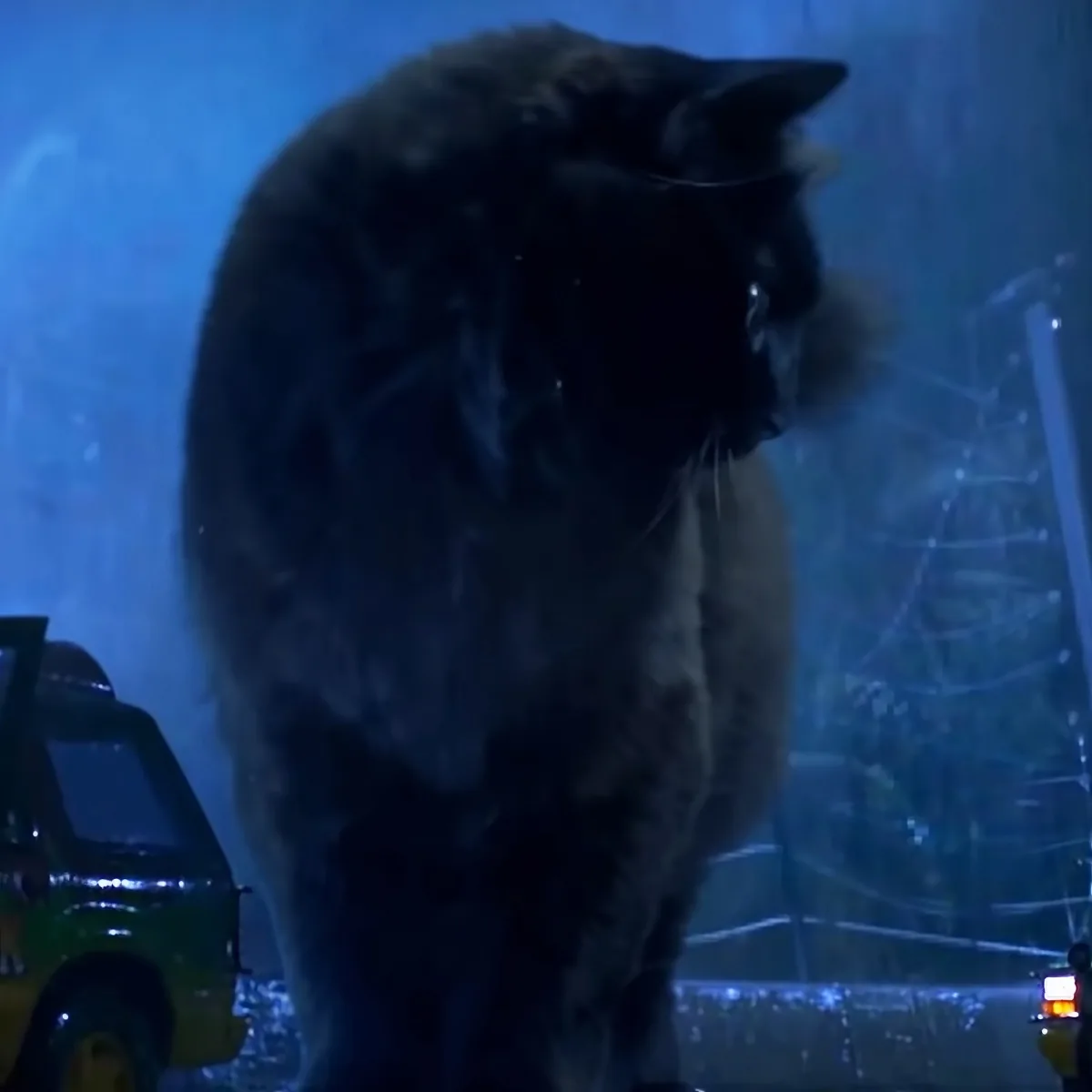 Massive black cat