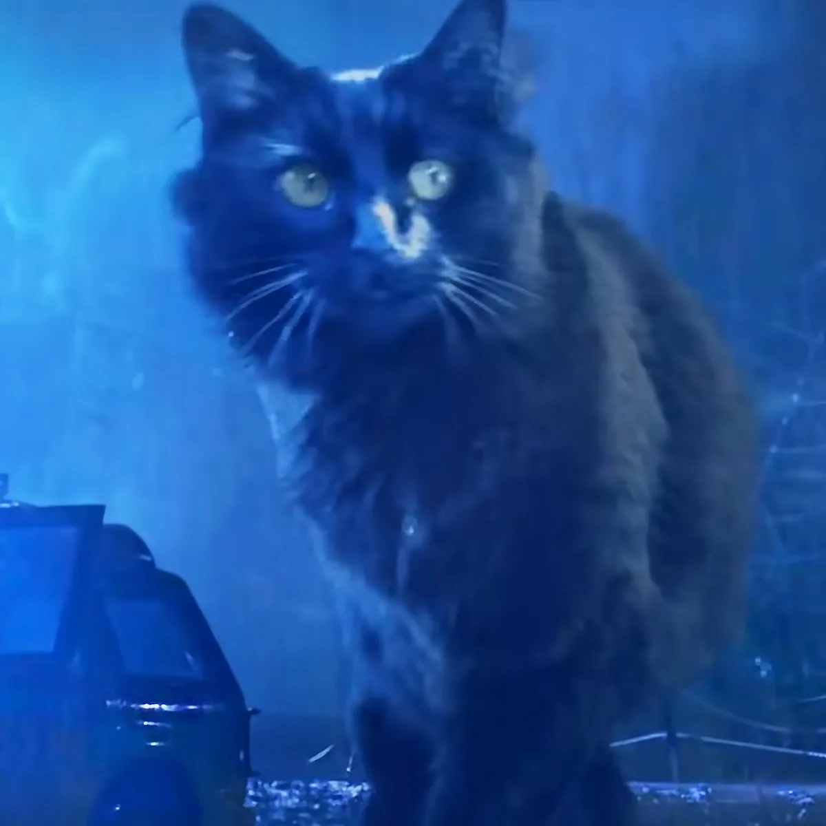 Massive black cat