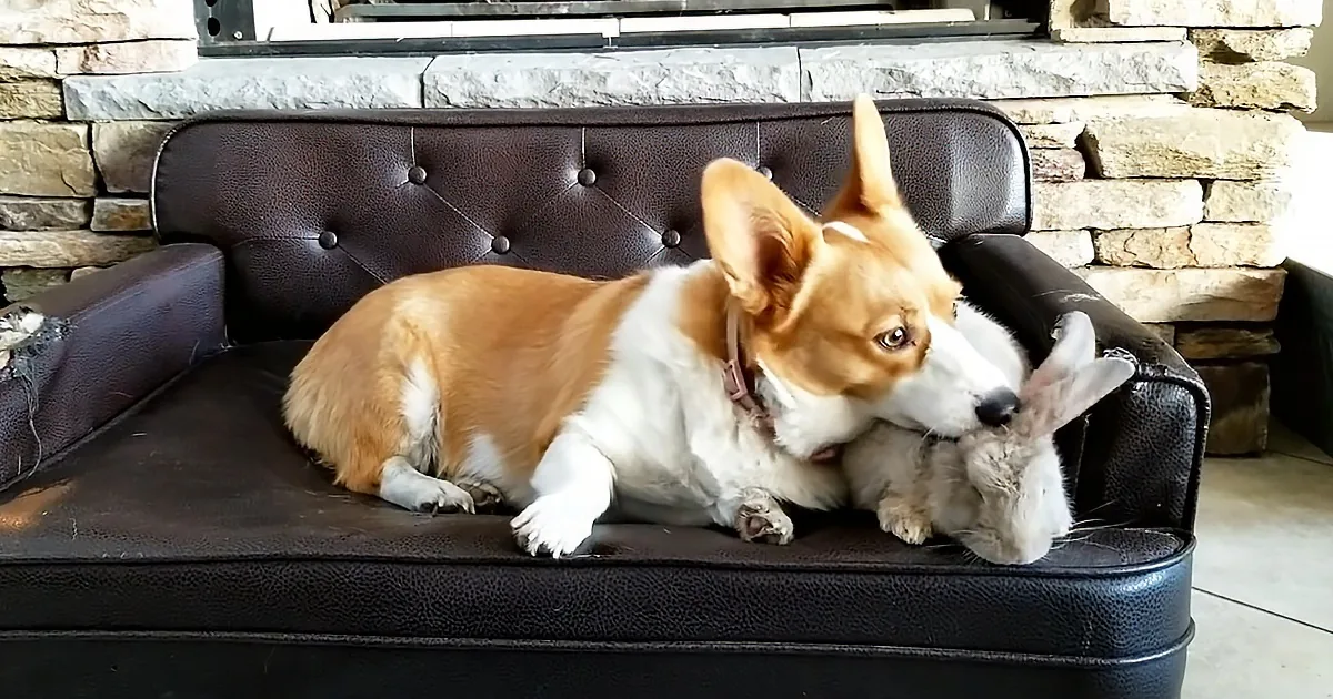 Adorable Corgi Is Protective Foster Mama for Other Animals